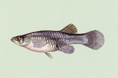 Gambuzia (Gambusia affinis)