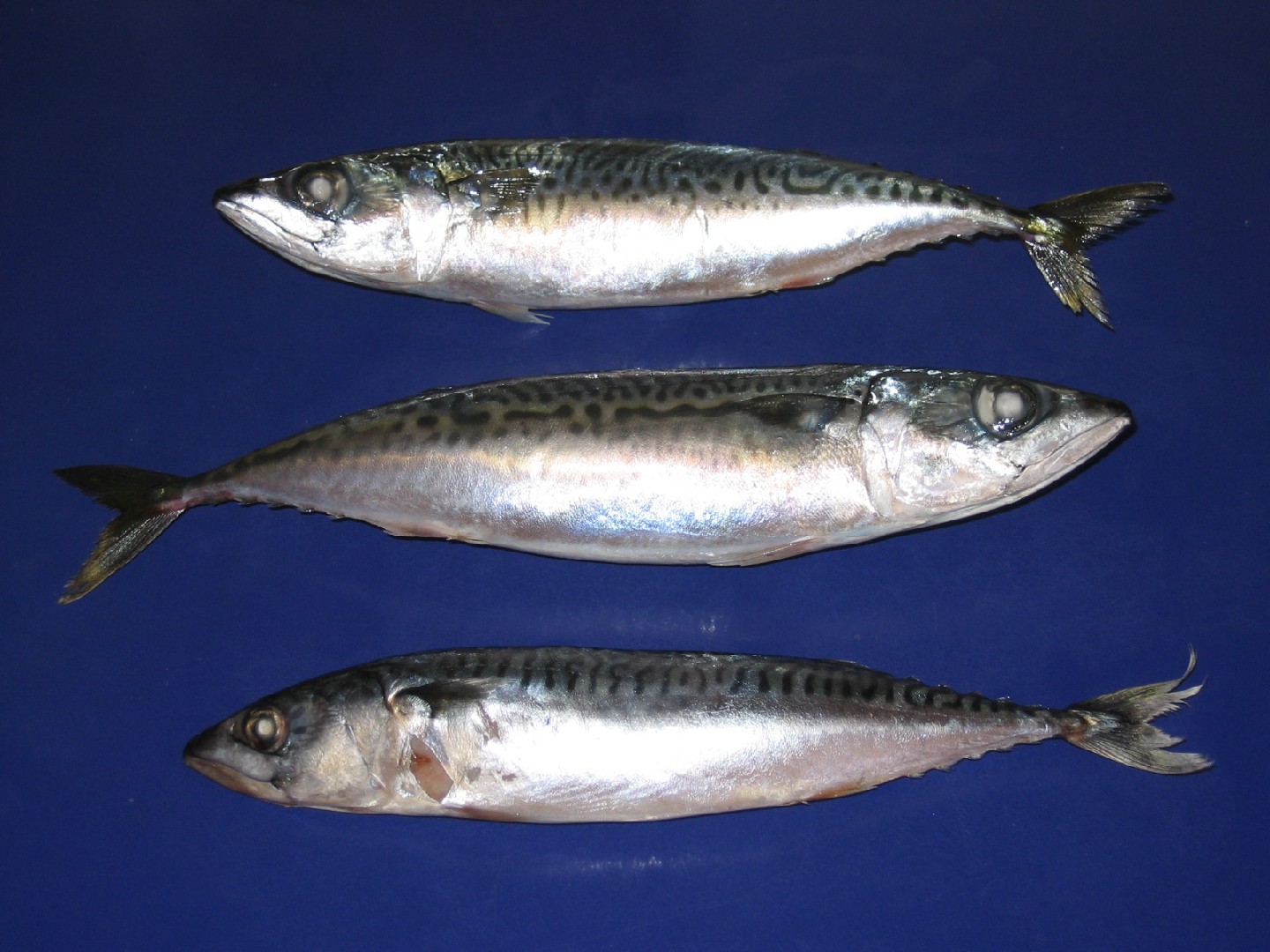 Chub mackerel (Scomber japonicus) - Picture Fish