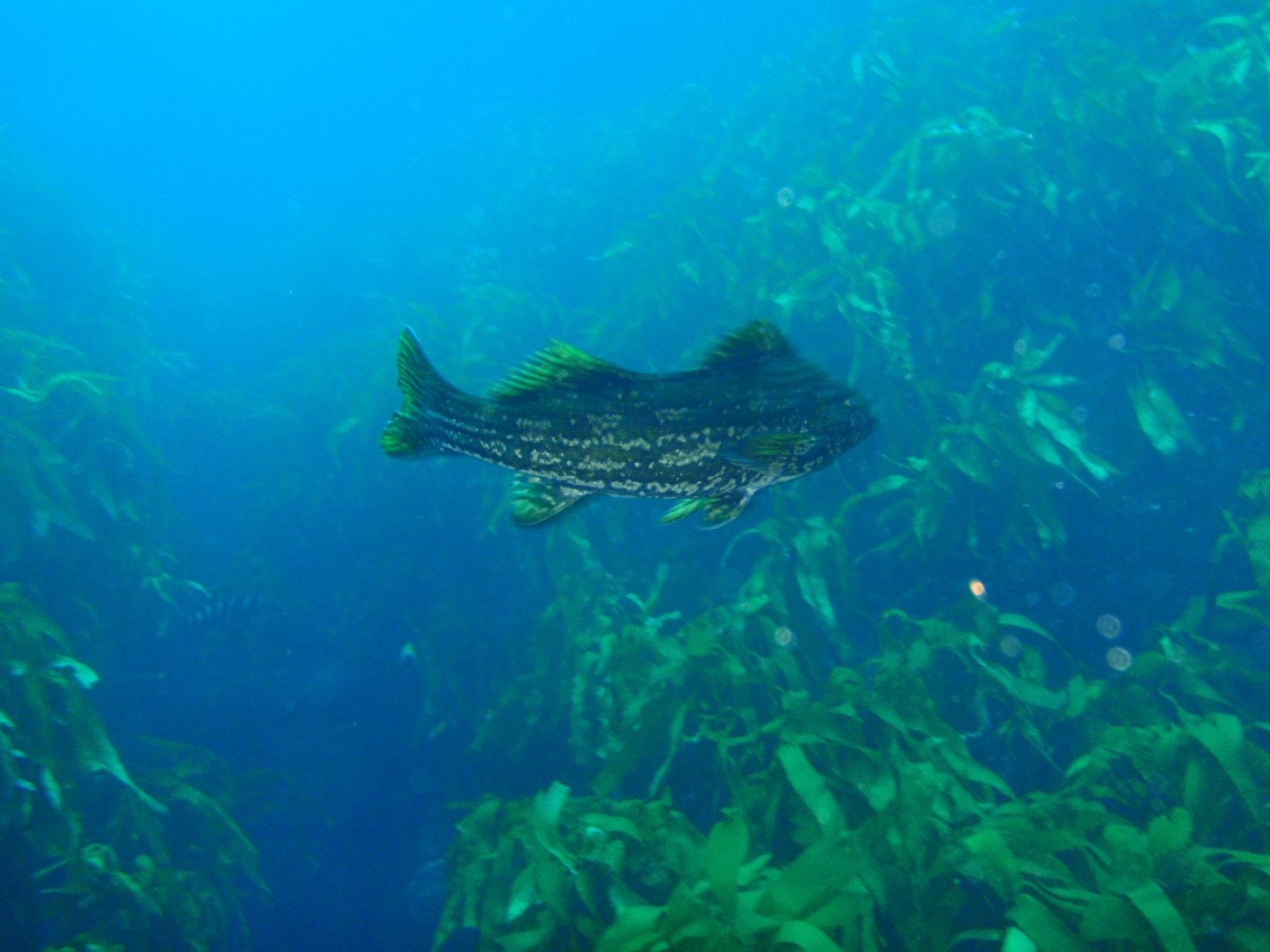 Aplodactylus arctidens (Aplodactylus arctidens)
