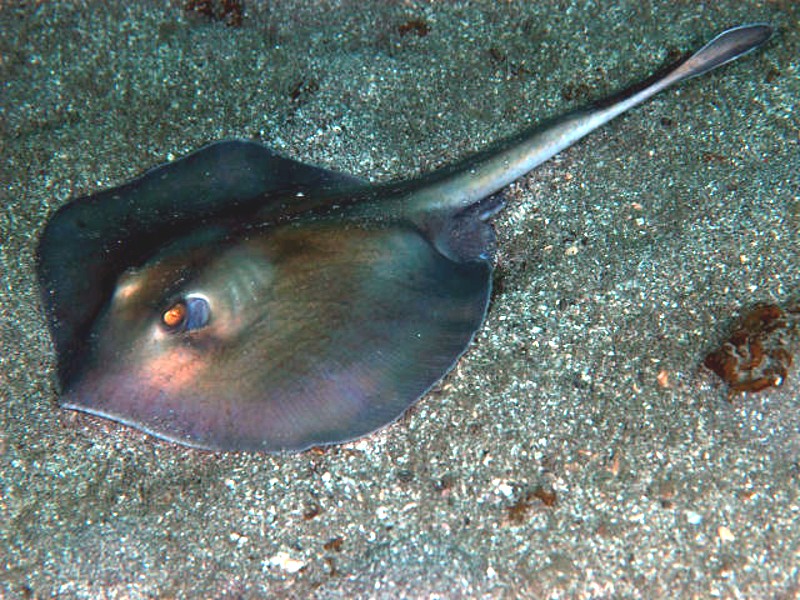 Coral sea stingaree (Urolophus)