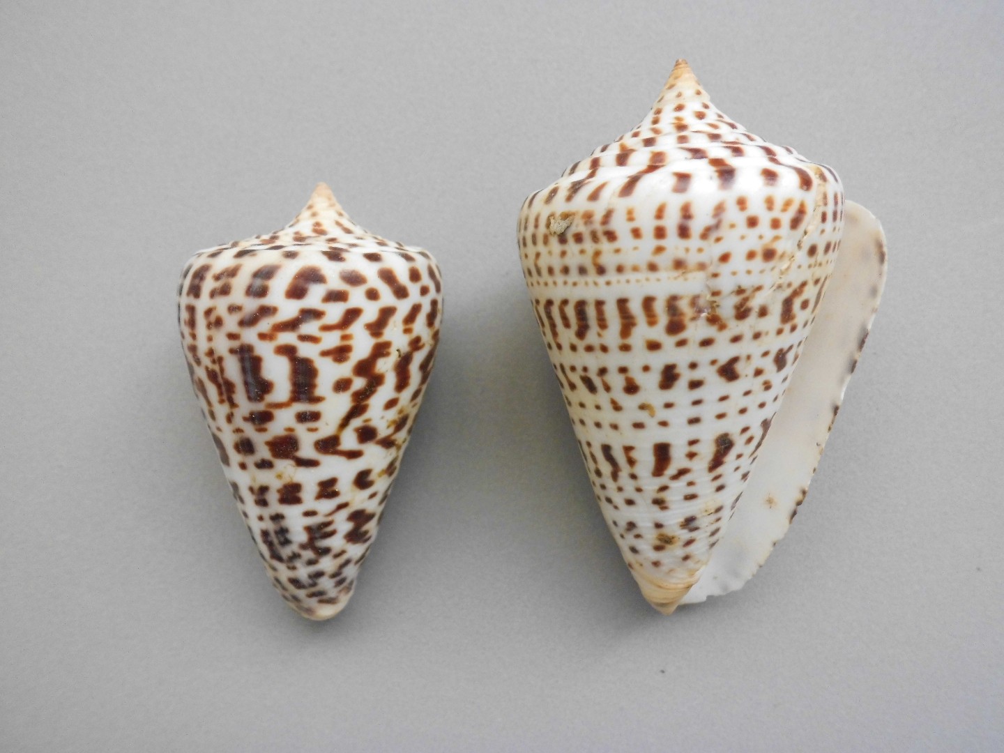 حلزون مخروطي (Conus)