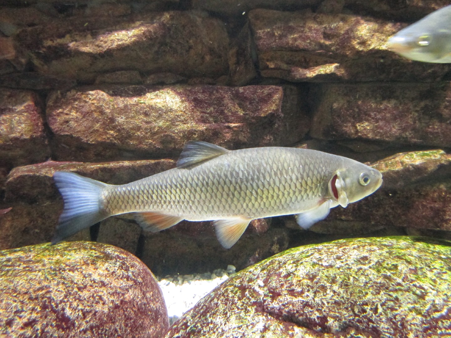 Common chub (Squalius cephalus)