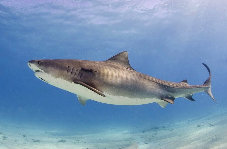 Tiburón tigre (Galeocerdo cuvier)