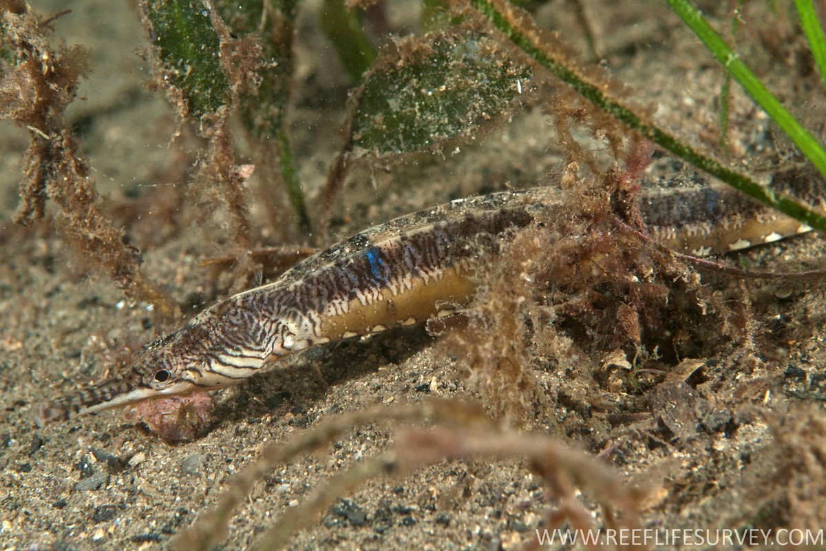 虎紋線海龍 (Filicampus tigris)