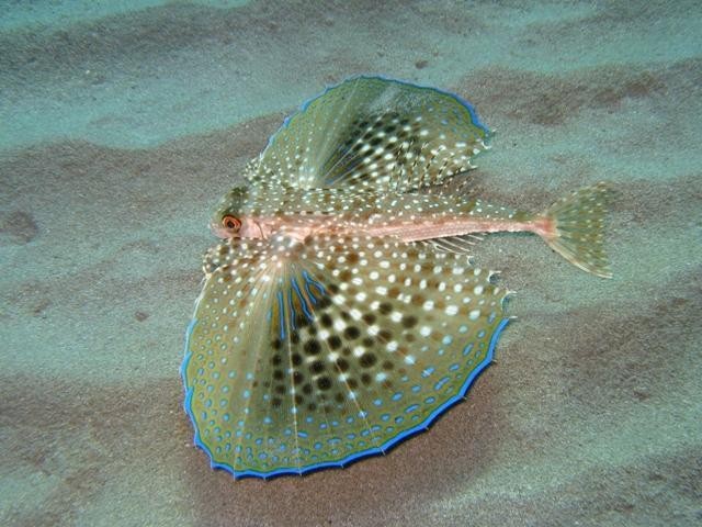 Flying gurnard (Dactylopterus volitans)