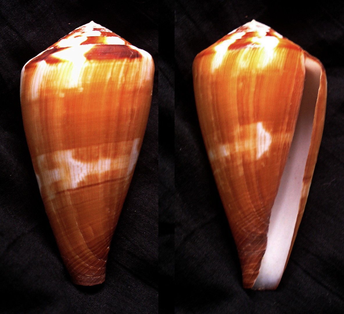 Conus vexillum (Conus vexillum)