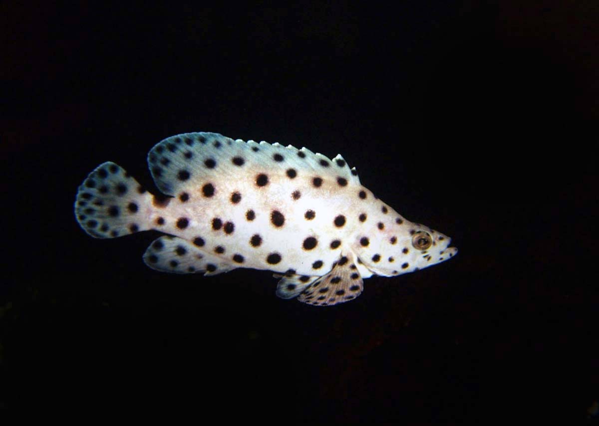 Garoupa corcunda (Cromileptes altivelis)