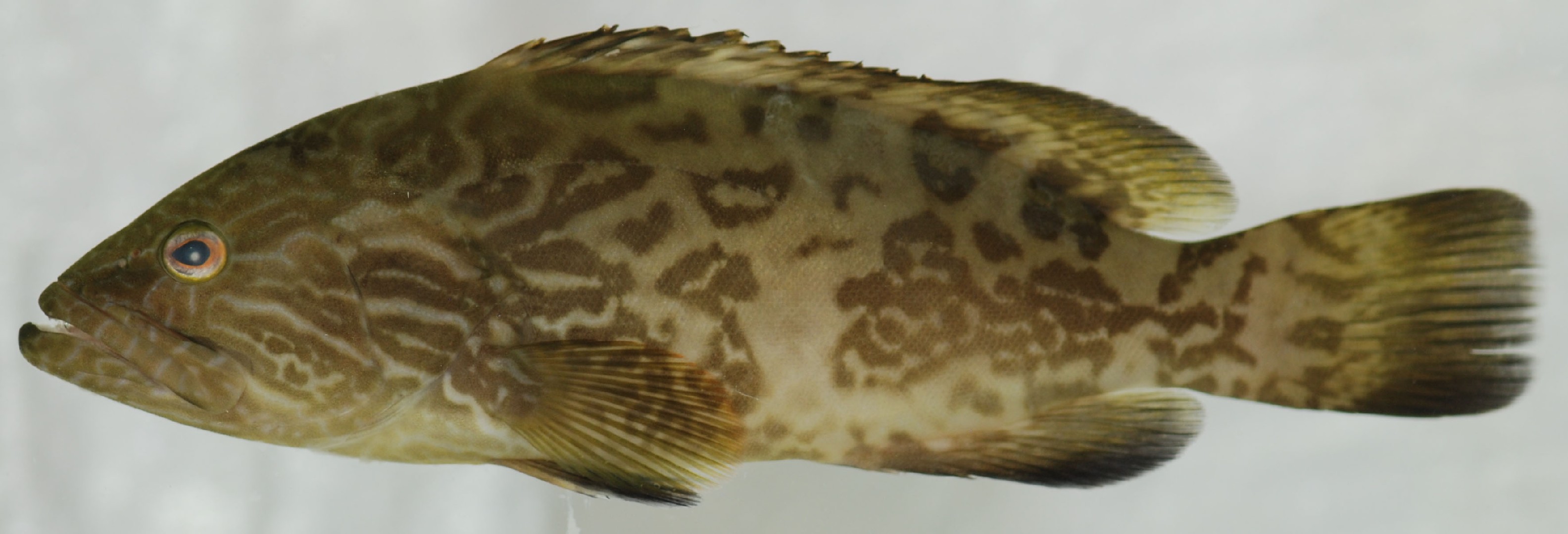 Gag grouper (Mycteroperca microlepis)