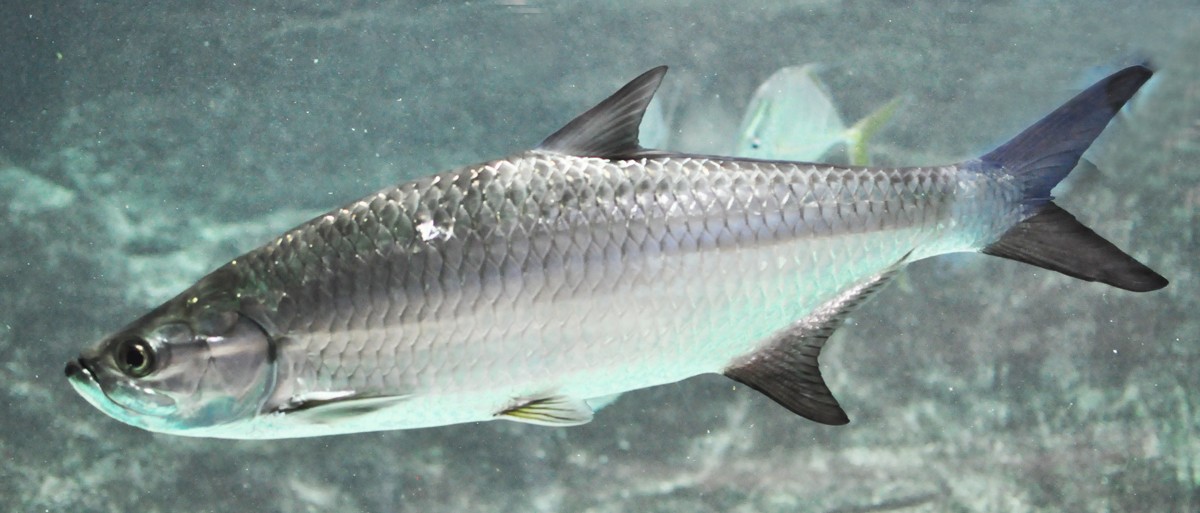 Atlantic tarpon (Megalops atlanticus)