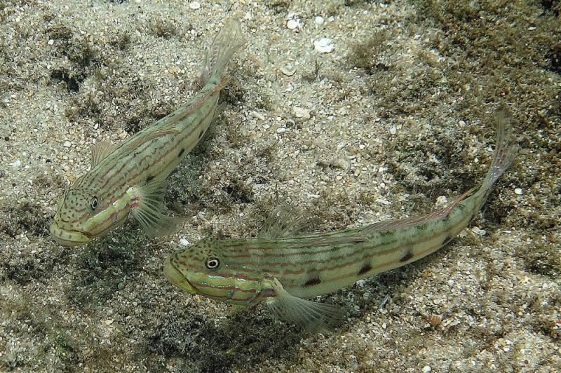 Sleeper gobies (Valenciennea)