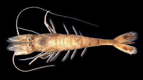 Sand shrimp (Crangon septemspinosa)