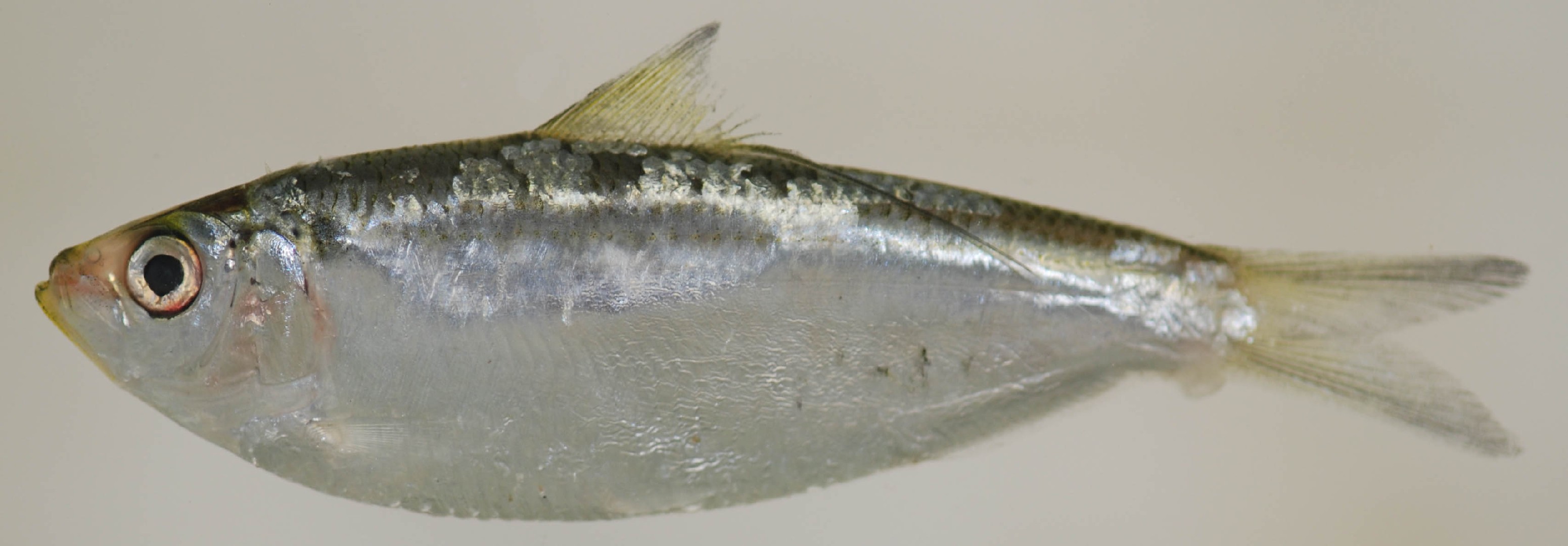Atlantic thread herring (Opisthonema oglinum) - Picture Fish