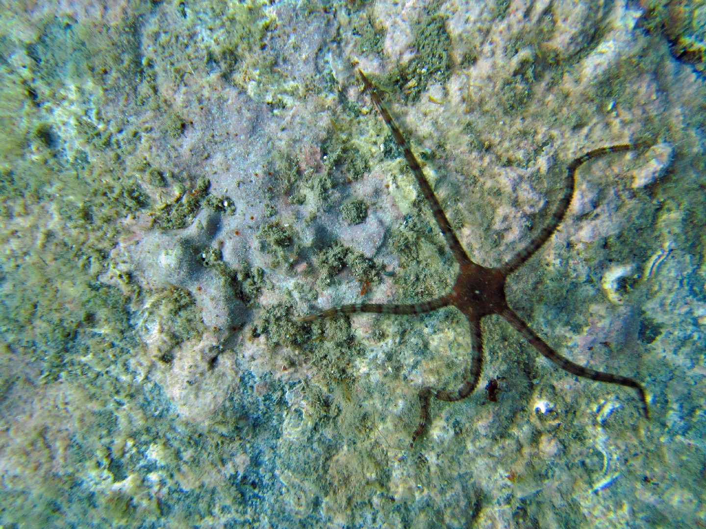 Braune schlangenstern (Ophioderma longicauda)