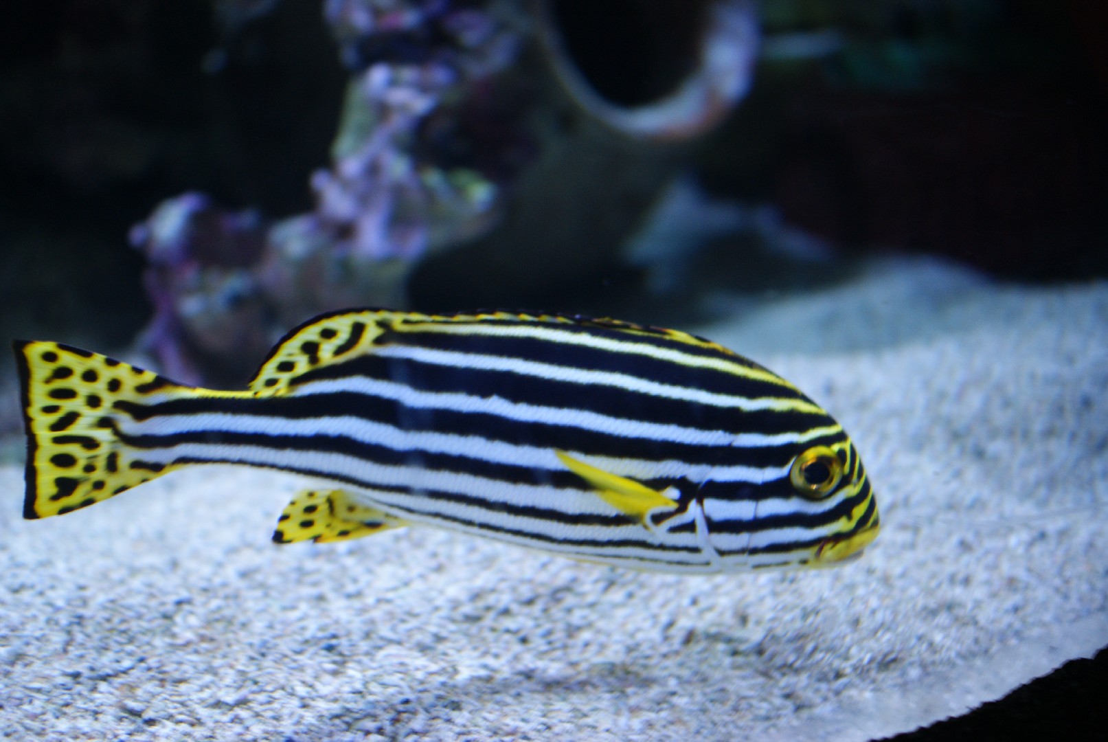 Indian ocean oriental sweetlips (Plectorhinchus vittatus)