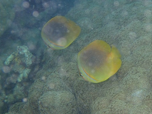 蝴蝶魚屬 (Chaetodon)