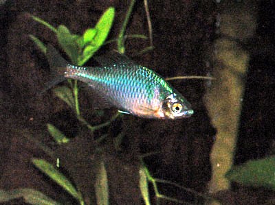 タイワンタナゴ (Tanakia himantegus)