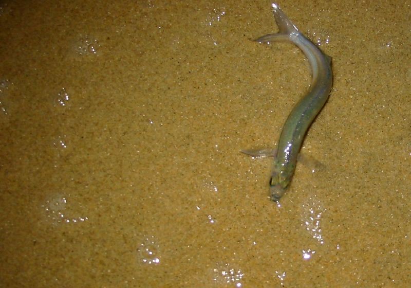 Grunion (Leuresthes tenuis)