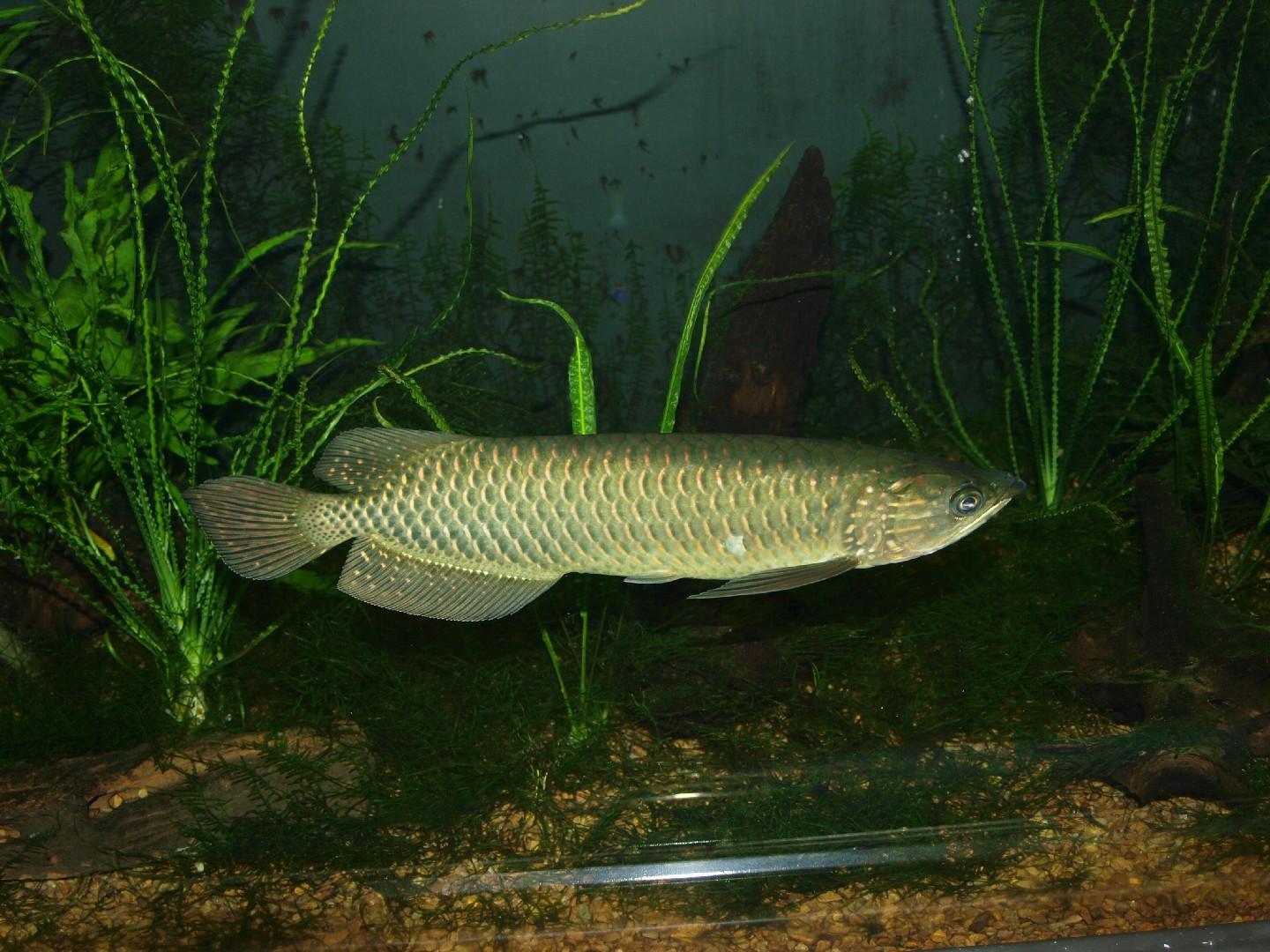 Gepunkteter barramundi (Scleropages leichardti)