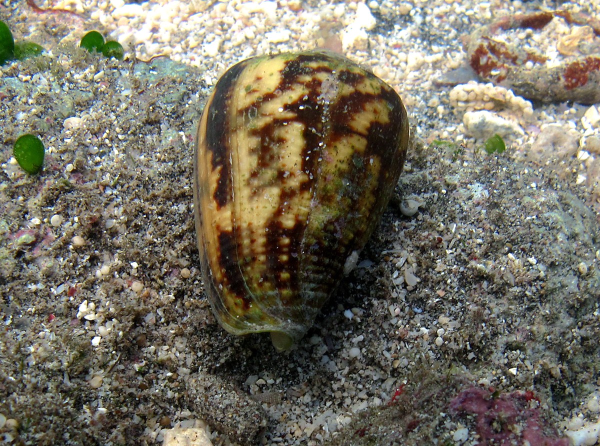 Conus catus (Conus catus)