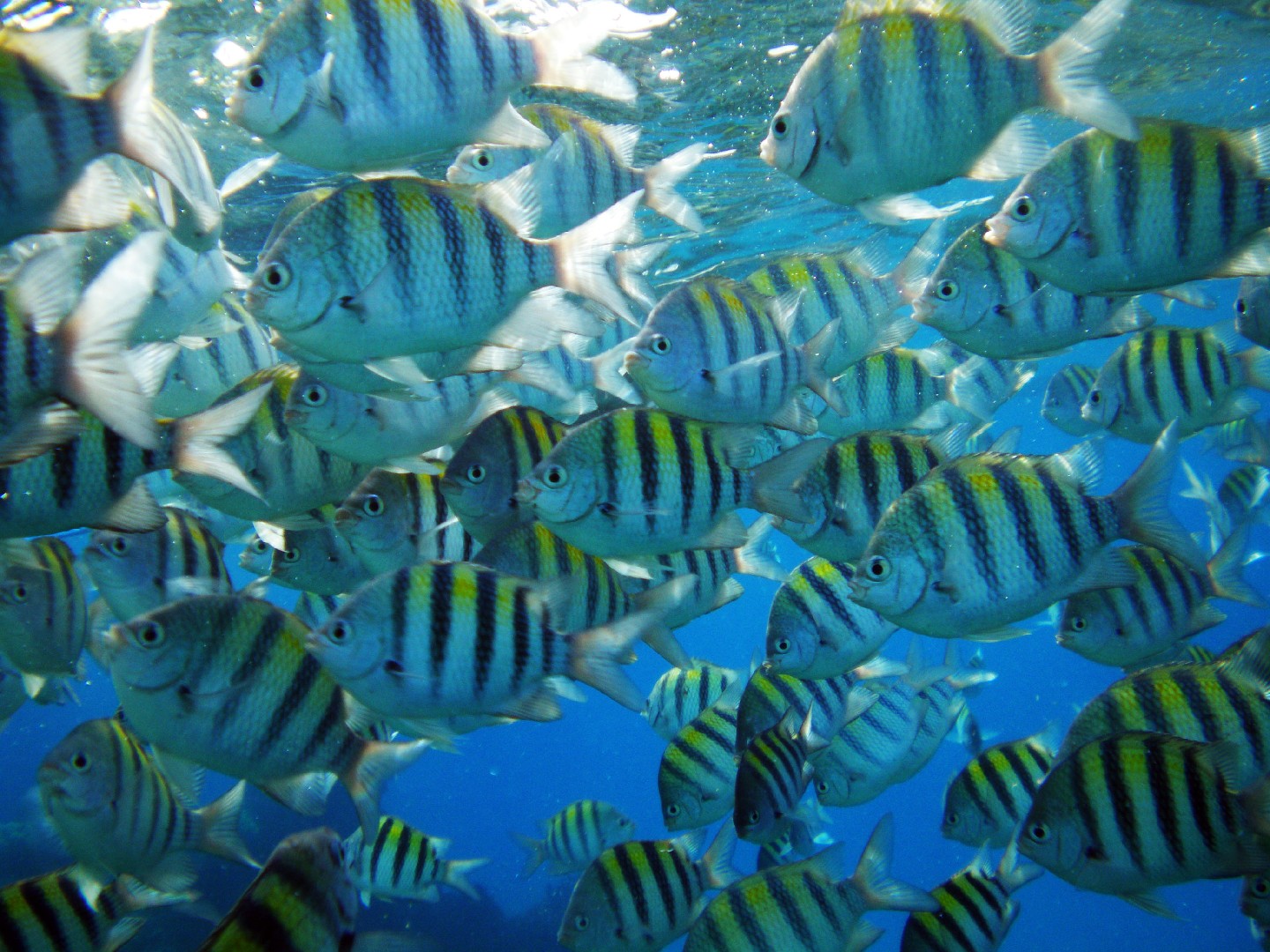 Pesce damigella (Abudefduf saxatilis)