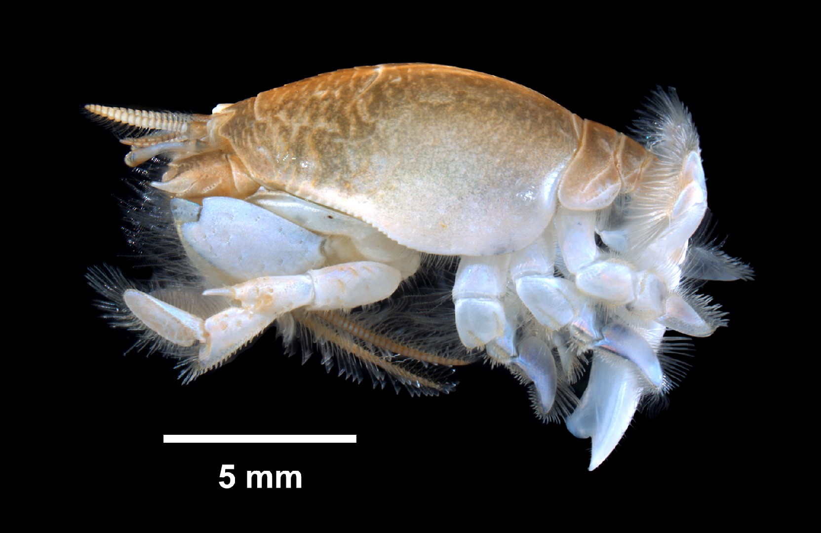 Atlantic mole crab (Emerita talpoida)