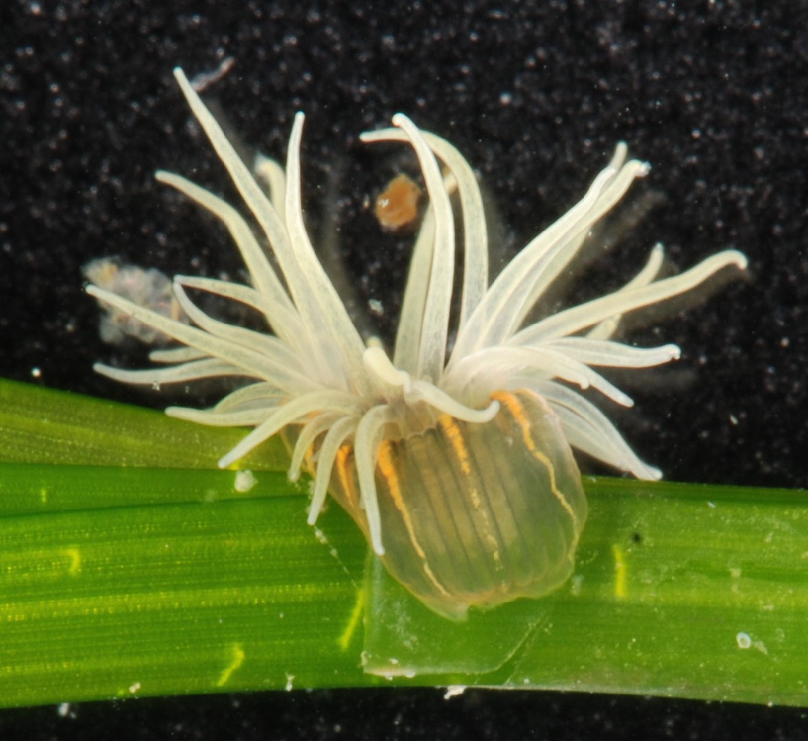 Orange-striped green sea anemone (Diadumene lineata)