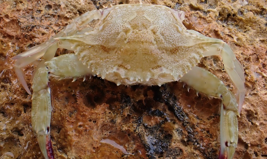 Flower crab (Portunus armatus)