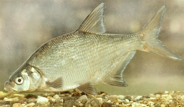 Brema (Abramis brama) Picture Fish