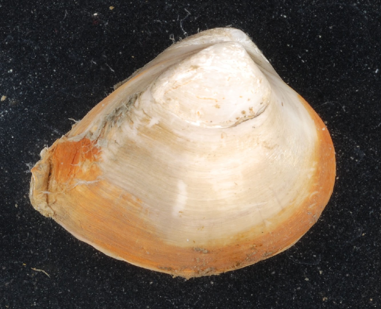 Brackwasser-trogmuschel (Rangia cuneata)