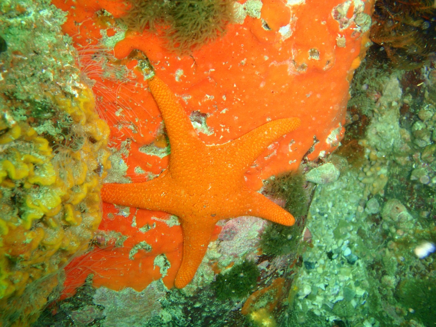 Red starfish (Callopatiria granifera)