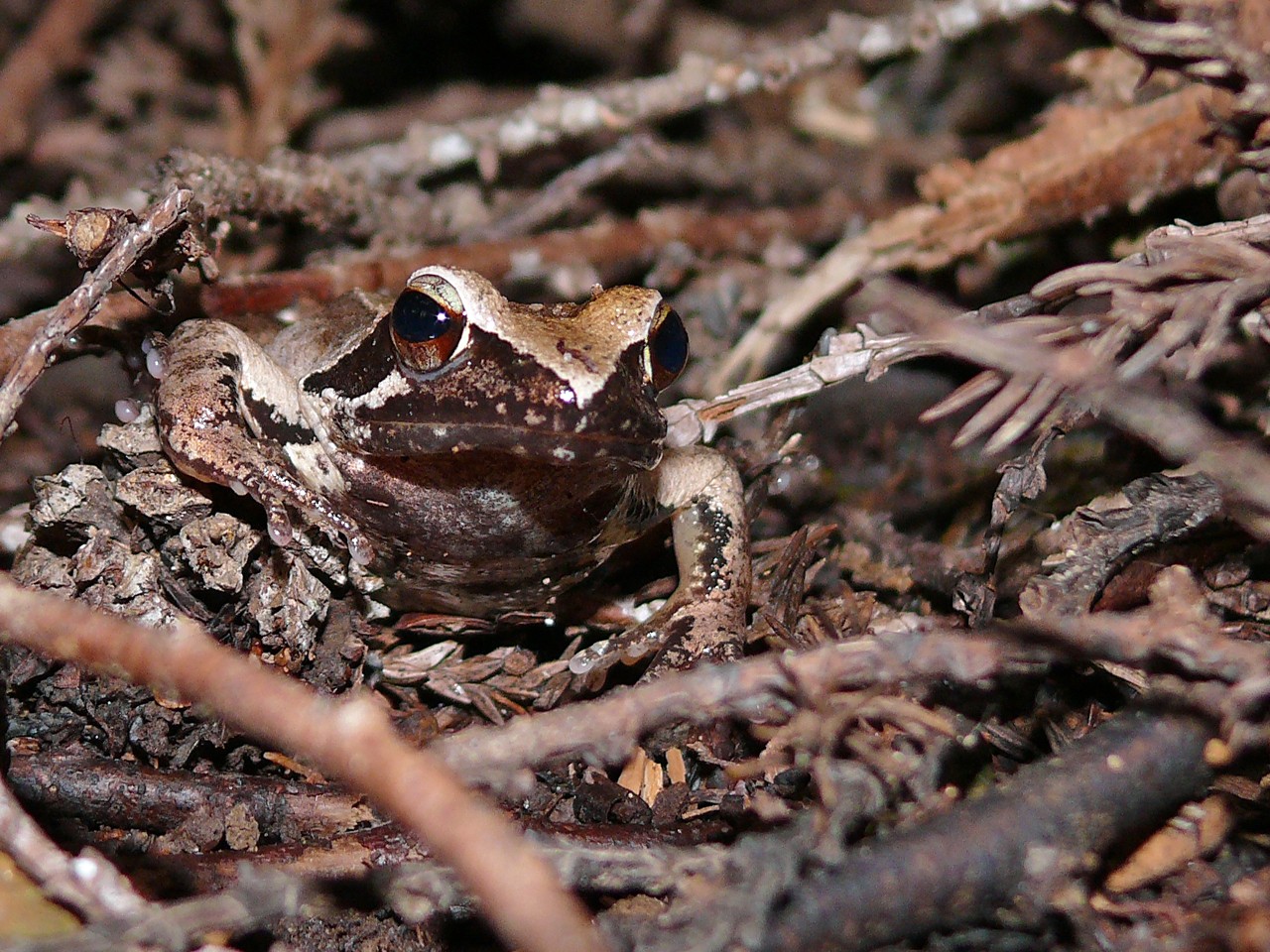 Holarctic true frogs (Rana)
