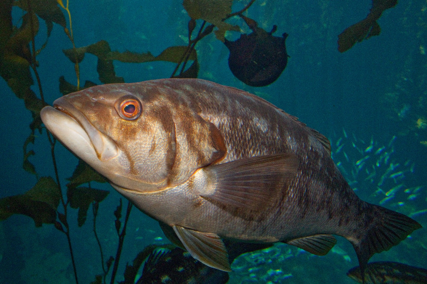 Kelp bass (Paralabrax clathratus)