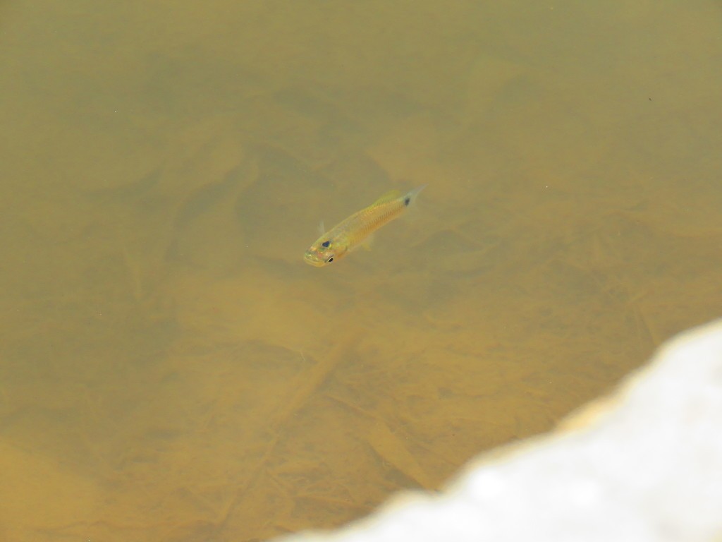 Twospot livebearer (Pseudoxiphophorus bimaculatus)