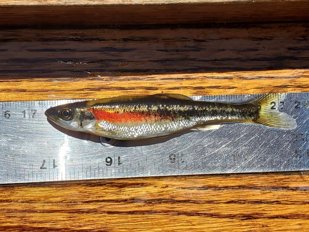 Clinostomus (Clinostomus)