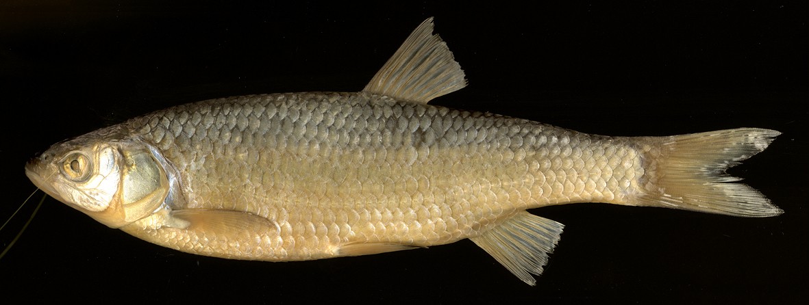 Italian chub (Squalius squalus)