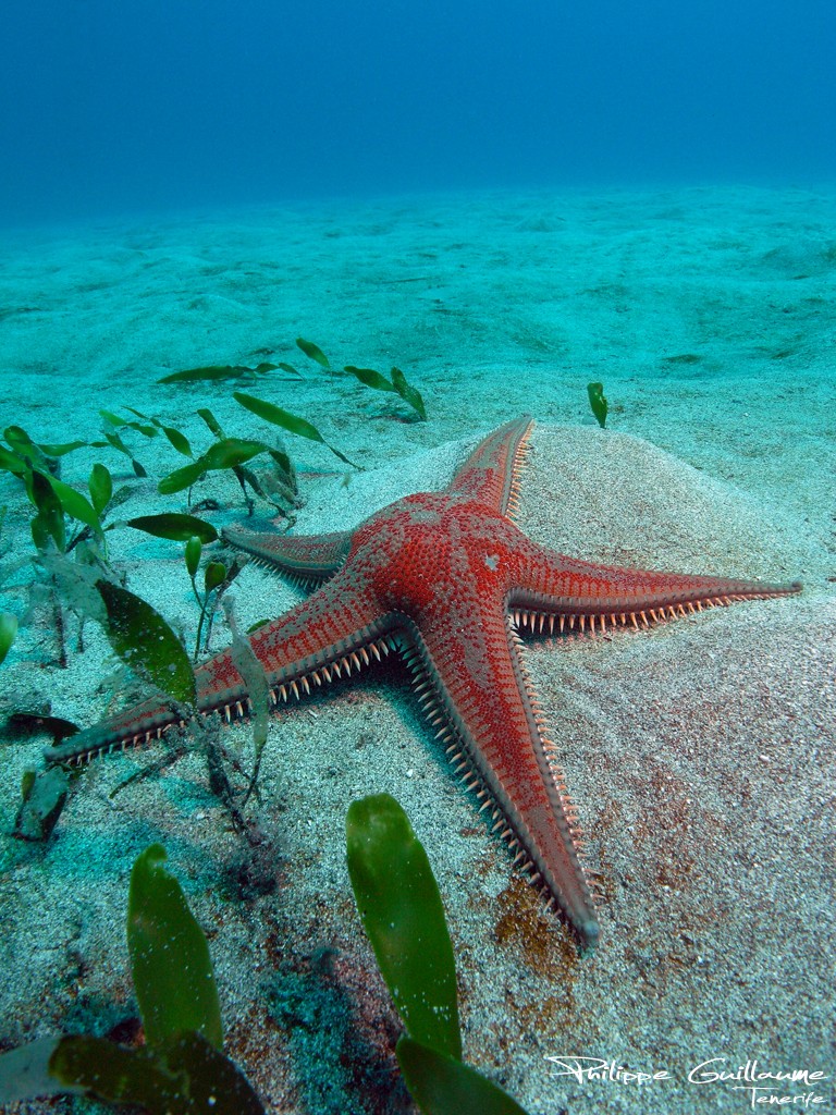 Grande étoile-peigne (Astropecten aranciacus)