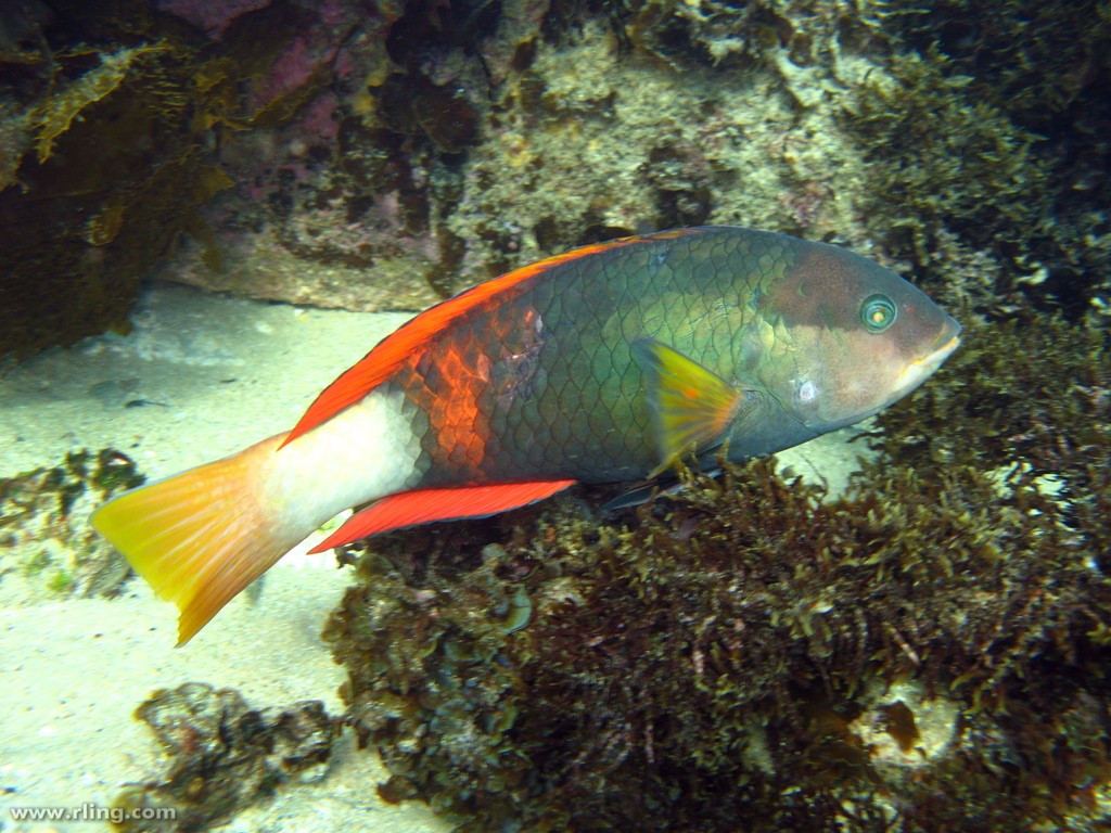 Crimson banded wrasse (Notolabrus gymnogenis)