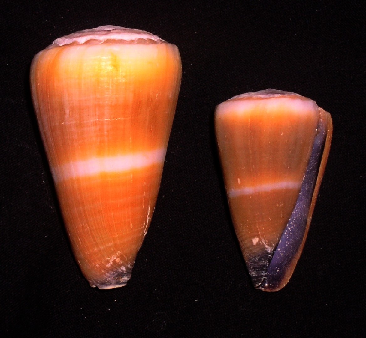 Conus flavidus (Conus flavidus)