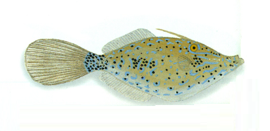 剝皮魚 (Aluterus scriptus)