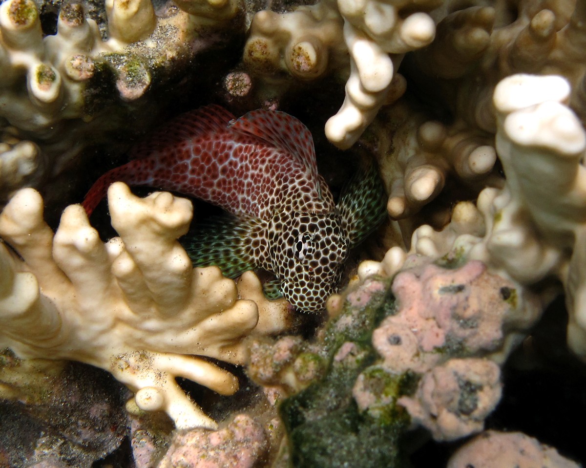 Leopard blenny (Exallias)