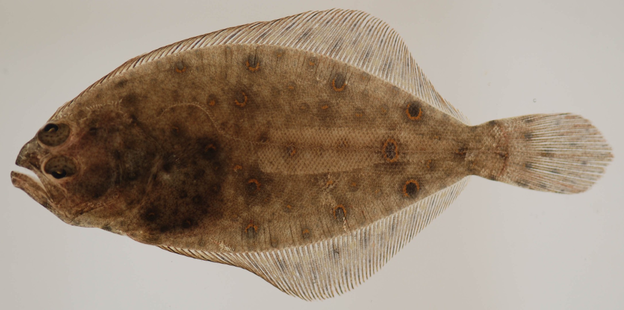 Палтус ложный (Paralichthys dentatus) - Picture Fish