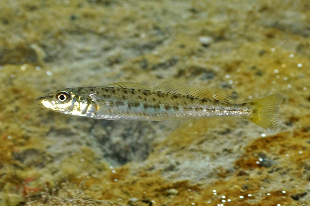 Pêche-madame moucheté (Sillaginodes punctatus)