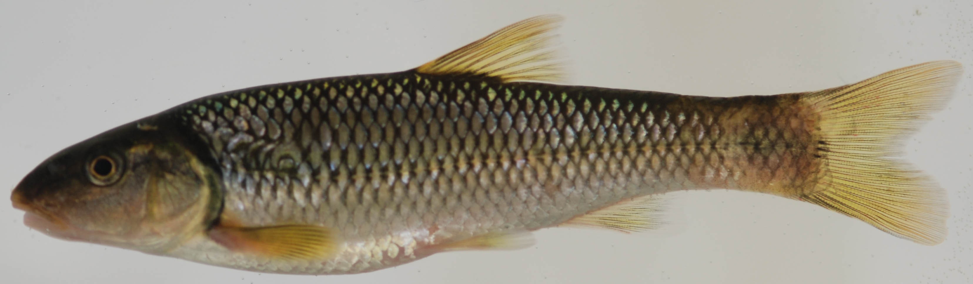 River chub (Nocomis micropogon)