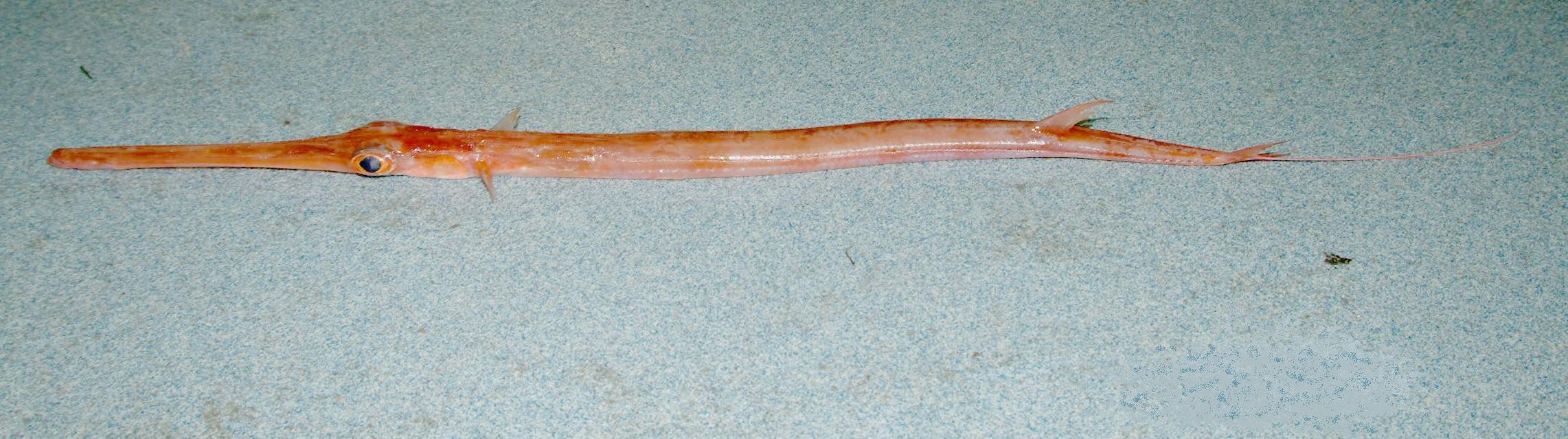 Flötenfische (Fistularia)