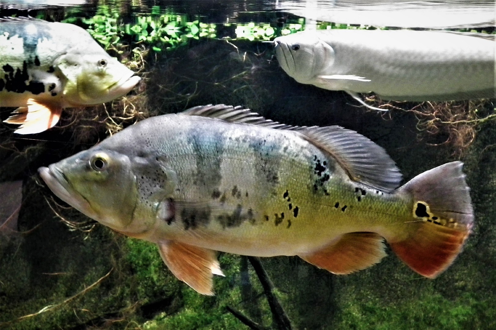 Butterfly peacock bass (Cichla ocellaris)