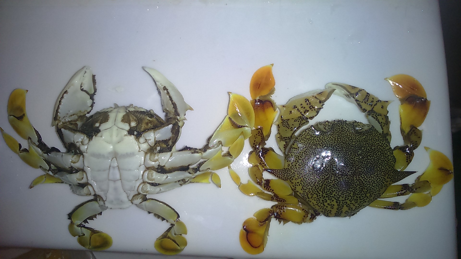 Common moon crab (Matuta victor)