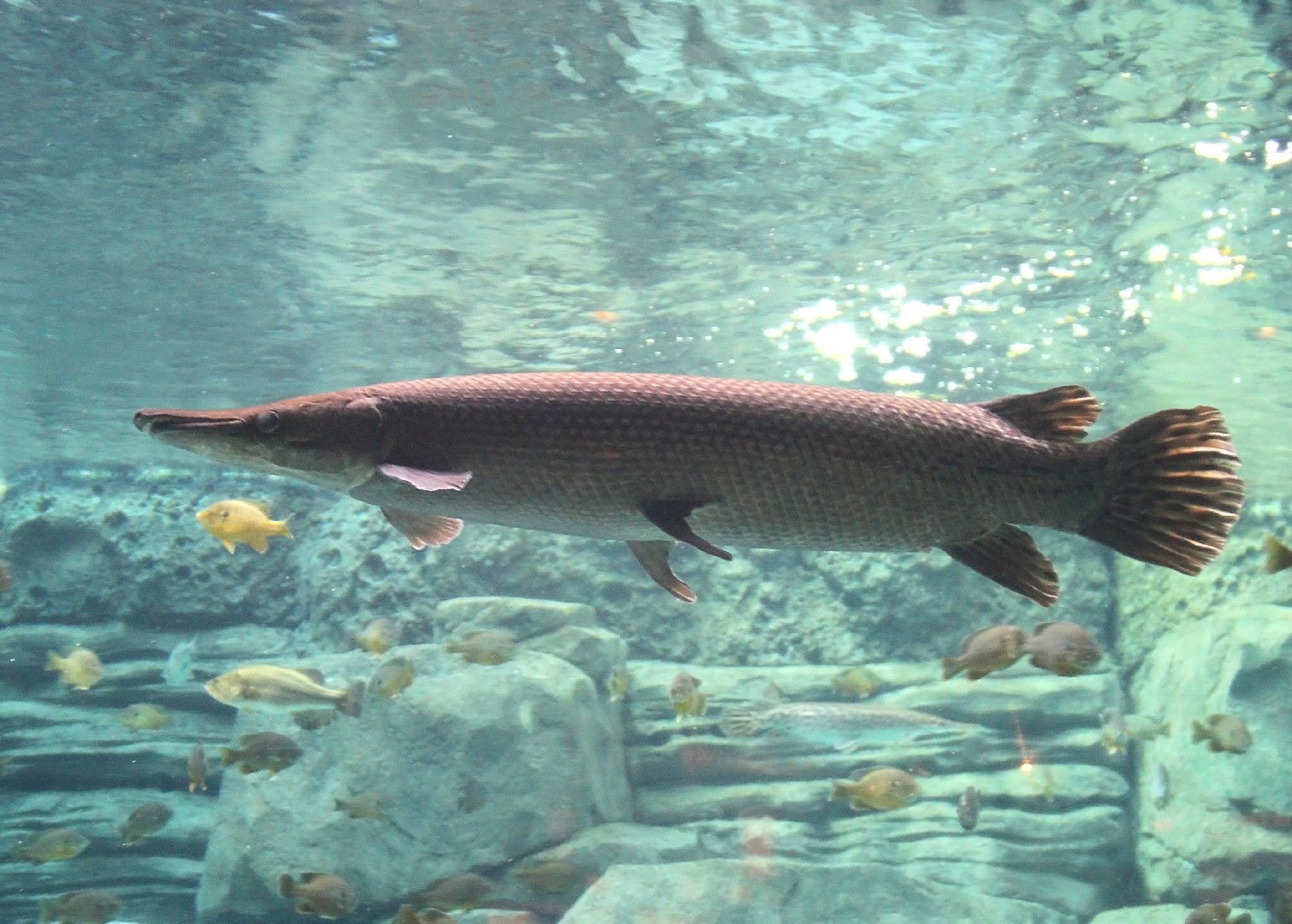 Pejelagarto y catán (Atractosteus)