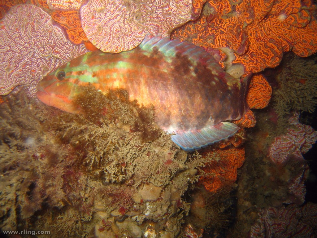 Günthers lippfisch (Pseudolabrus guentheri)