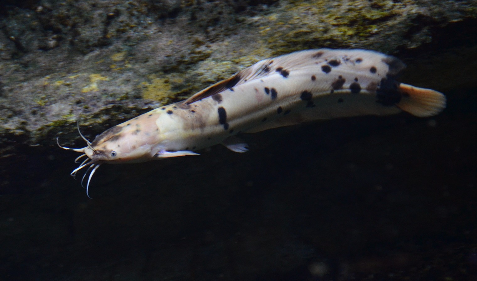 蟾鬍鯰 (Clarias batrachus)