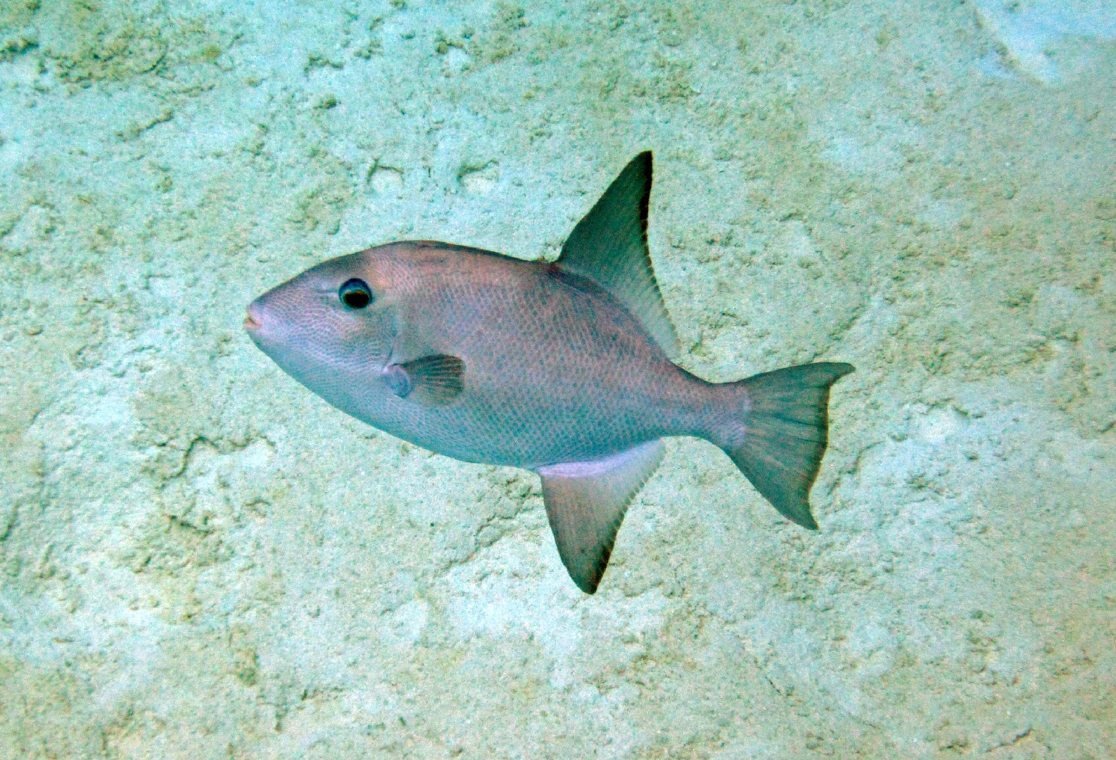 Ocean triggerfish (Canthidermis sufflamen)